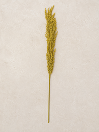 Pampass Grass Floral Pick