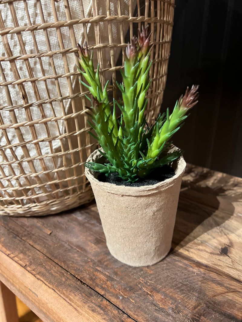 Faux Succulent in Paper Pot
